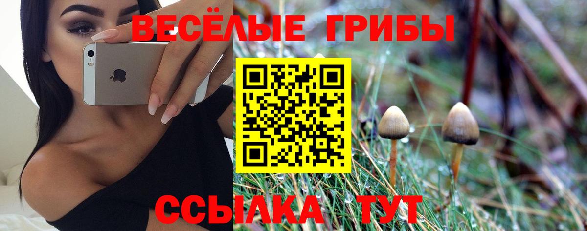 Псилоцибиновые грибы Psilocybe Новороссийск
